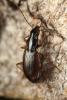 Agonum piceum